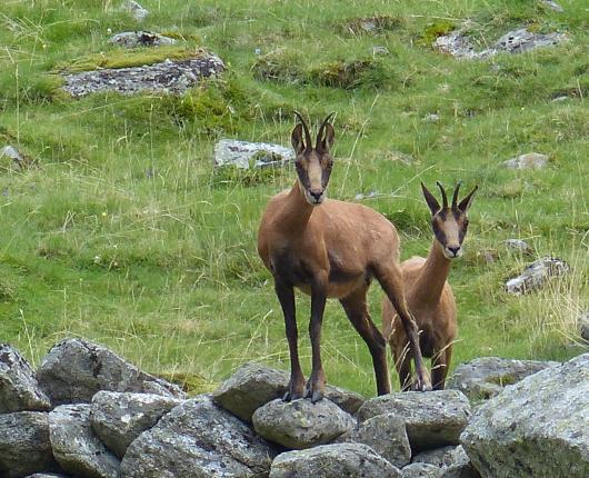 Isards in the National Park