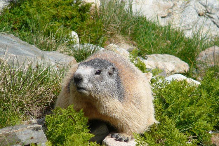 Marmotte in the National Park - Camping Azun nature