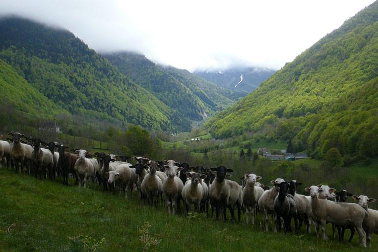 Sheeps- Camping Azun nature