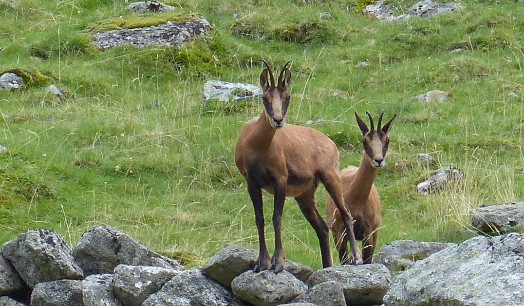 Isards dans le Parc National des Pyrénées 